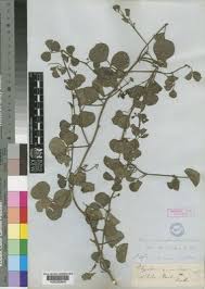 Image result for Rhynchosia albissima