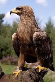 Bird With Big Eyes Name Portrait Of A Golden Eagle Original Name Aquila Chrysaetos Aff Eagle Golden Portrait Chrysaetos Aquila Ad Birds Of Prey Eagle Golden Eagle