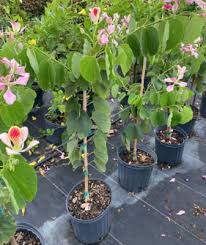 Image result for Bauhinia monandra