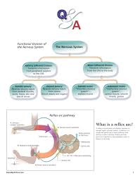 Understanding The Nervous System Flip Chart Scientific Publishing
