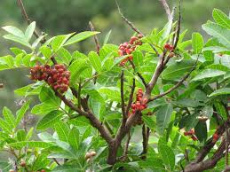 Image result for Triraphis schinzii