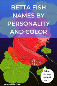 Betta Fish Names By Personality And Color Betta Fish Betta Beta Fish Names