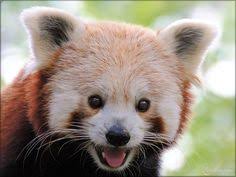 La conservation et la préservation de la biodiversité sont les objectifs majeurs de cette équipe qui se consacre aussi à la sensibilisation de ses visiteurs en leur proposant des activités pédagogiques leur permettant de mieux connaitre les espèces qui leur sont présentées. 11 Meilleures Idees Sur Le Zoo De La Fleche Zoo De La Fleche Le Zoo Zoo