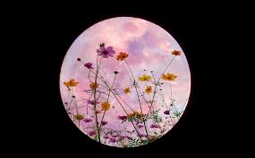 Si actuamos positivamente durante la luna nueva, la luna llena nos beneficiará con los primeros frutos. Superluna De Flores Mayo 2021 Que Es Y Como Ver En Mexico