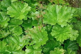 Once known as peltiphyllum peltatum and saxifraga peltata it is the. Datei Darmera Peltata A Jpg Wikipedia