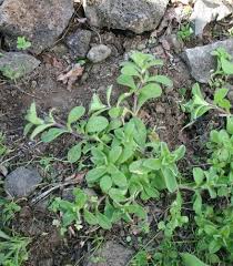 Image result for Cerastium glomeratum