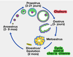 Les premières chaleurs de la chienne apparaissent à la puberté, entre 5 et 18 mois selon la race. La Menopause Chez La Chienne Existe T Elle Conseils Veterinaires De Patrick