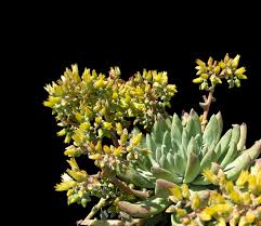 Image result for Digitaria thouaresiana