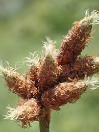 Image result for Schoenoplectus sp.no.3