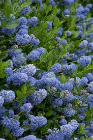 The native pollinators of your area have a long evolutionary history tied closely with the native plants of your region and, understandably, have a preference for what they are used to, in some cases, they simply. 8 Plants To Attract Butterflies Ideas Plants Pollinator Garden Attract Butterflies