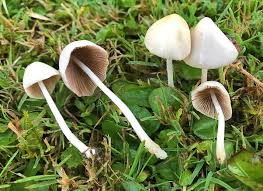 Image result for Conocybe lactea