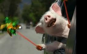 Geico is one of the primary carriers that offers comprehensive insurance policies for rebuilt cars. Geico Mr Blog S Tepid Ride