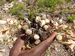 Image result for Vigna subterranea