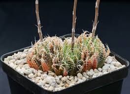 Image result for Distephanus divaricatus