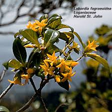 Image result for Loganiaceae