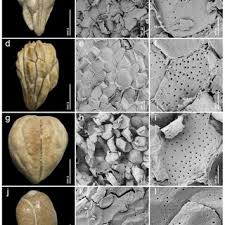 Image result for Endostemon villosus