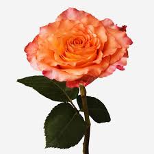 Health system ceo expresses frustration ». Free Spirit Rose Gift