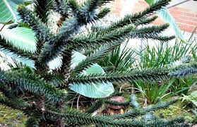 Because of the prevalence of similar species in anc. Monkey Puzzle Tree Fun Images And Facts Bren Haas