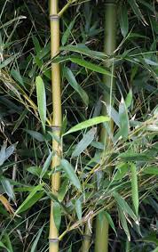 Image result for Phyllorachis