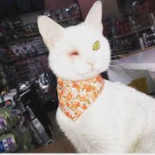 Kayseri Sempati Veteriner Melikgazi Kayseri 0 542 541 36 Birmilyonnokta