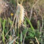 Image result for Harpachne schimperi