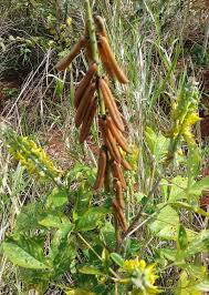 Image result for Crotalaria torrei