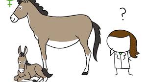 A mule is the offspring of a male donkey (jack) and a female horse (). Why Can T Mules Have Babies Mental Floss