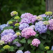 Hydrangea colour is an indication of the ph value of your soil. Year Of The Hydrangea National Garden Bureau 4 Different Flower Types