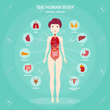 Featuring over 42,000,000 stock photos, vector clip art images, clipart pictures, background graphics and clipart graphic images. Human Anatomy Infographic Elements With Set Of Internal Organs Royalty Free Cliparts Vectors And Stock Illustration Image 124210328