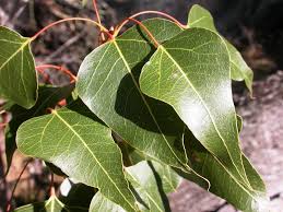 Image result for Brachychiton populneus