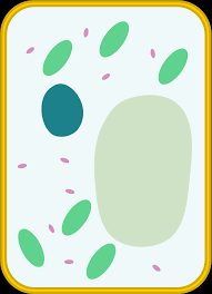 Plant cells have a nucleus with chromosomes and dna, and they have mitochondria. Simple Diagram Of Plant Cell Clipart Free Download Transparent Png Creazilla