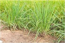 Livres et ebook d'aromathérapie, application mobile, mais aussi mes coups de coeur lecture tout en bas. Les Bienfaits De La Citronnelle Louisa Roumia En Arabe Astuces De Grand Mere