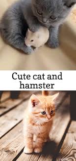Cute Cat And Hamster Fluffykittens Cutecat Cat Hamster So Cute Cutekittens Kittens Catsandkittens Cute Kit Cute Cat Kittens Cutest Cute Fluffy Kittens
