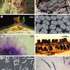 Image result for Emilia decipiens