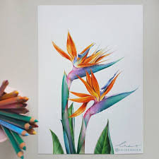 Watercolor Bird Of Paradise Painting My Version Of A Bird Of Paradise Flower To Add To My Tropical Theme It Always Makes Me So Happy When I See Flower Drawing Flower Art Birds Of Paradise Flower