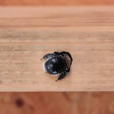 After that, place the bucket and hang it near their nests. Getting Rid Of Carpenter Bees Thriftyfun