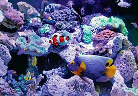 Umumnya, ikan yang dipelihara untuk aquascape adalah jenis ikan hias kecil. Hobi Aquarium Aquascape Pahami Air Dan Beri Perhatian Ikan