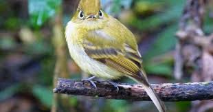 Birding Tours Early Morning Birding Watching Tours In Monteverde Costa Rica Wildlife Bird Watching Bird