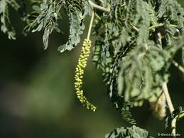 Image result for Faidherbia albida