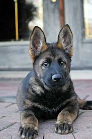 Just with a dark inky hue to their coat. Dark Sable German Shepherd Puppy Petsidi