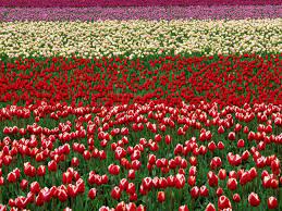 Tulip Field Flowers Wallpapers Download Free Tulip Field Skagit Valley Tulip Skagit Valley Tulip Festival Tulip Festival Tulip Fields
