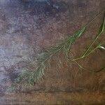 Image result for Sporobolus agrostoides