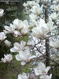 Pin Von Uschi Herrmannsdorfer Auf Garten Magnolien Garten
