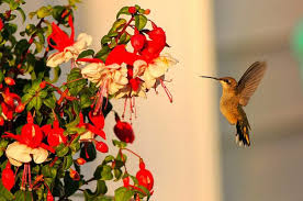 Hummingbirds are always attracted to delphinium, which comes in various colors such as pink, white, and different shades of blue. Using Nectar Flowers To Attract Hummingbirds Birds Blooms