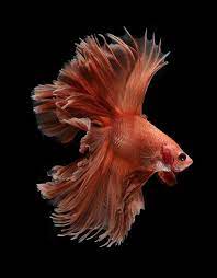 Feedly Organize Read And Share What Matters To You Beautiful Fish Aquarium Fish Siamese Fighting Fish