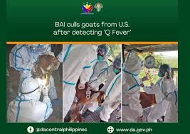 Image result for Q Fever