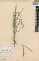Image result for Dactyloctenium geminatum