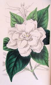 Gardenia Drawing Figured Are Glossy Lance Shaped Leaves And Large Double White Flower Gardenia Tattoo Drawings Botanical Art