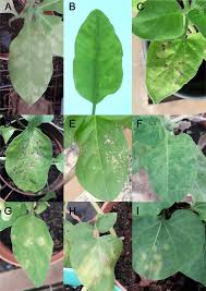 Image result for Barleria megalosiphon