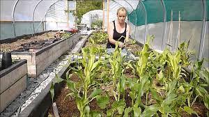 Maybe you would like to learn more about one of these? How To Grow Sweet Corn Courgettes Zucchini And Beans The Three Sisters Youtube